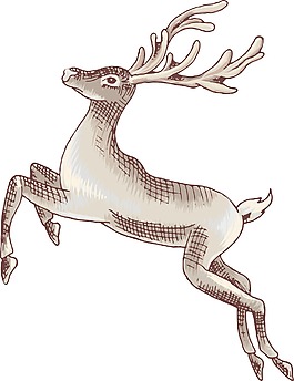 矢量raindeer
