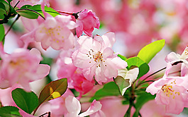 位圖 植物 花朵 寫實(shí)花卉 高清 免費(fèi)素材