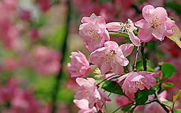 位圖 植物 花朵 寫(xiě)實(shí)花卉 高清 免費(fèi)素材