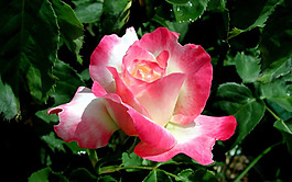 位圖 植物 花朵 寫實(shí)花卉 高清 免費(fèi)素材