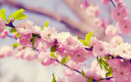 位圖 植物 花朵 寫實(shí)花卉 櫻花 免費(fèi)素材