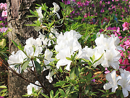 位圖 植物 花朵 寫實(shí)花卉 杜鵑花 免費(fèi)素材