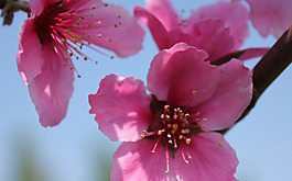 位圖 植物 花朵 寫實(shí)花卉 小桃花 免費(fèi)素材