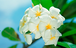 位圖 植物 花朵 寫實花卉 野花 免費素材