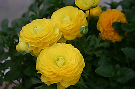 位圖 植物 花朵 寫實(shí)花卉 菊花 免費(fèi)素材