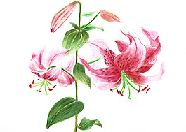 位圖 植物圖案 寫意花卉 花朵 萱草 免費素材