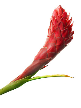 位圖 植物 花朵 寫(xiě)實(shí)花卉 超高清 免費(fèi)素材