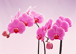 位圖 植物 花朵 寫(xiě)實(shí)花卉 超高清 免費(fèi)素材