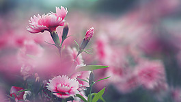 位圖 植物 花朵 寫(xiě)實(shí)花卉 超高清 免費(fèi)素材
