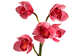 位圖 植物 花朵 寫實(shí)花卉 超高清 免費(fèi)素材