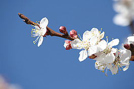 位圖 植物 花朵 寫實(shí)花卉 超高清 免費(fèi)素材