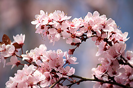 位圖 植物 花朵 寫(xiě)實(shí)花卉 超高清 免費(fèi)素材