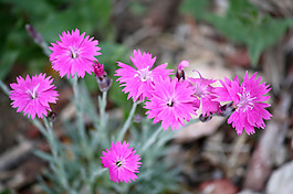 位圖 植物 花朵 寫(xiě)實(shí)花卉 超高清 免費(fèi)素材