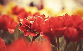 位圖 植物 花朵 寫(xiě)實(shí)花卉 超高清 免費(fèi)素材