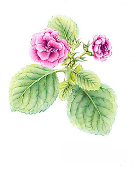 位圖 植物圖案 寫意花卉 花朵 免費素材
