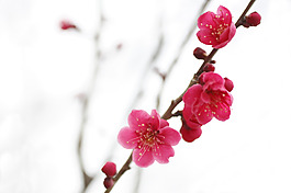 位圖 植物 花朵 寫(xiě)實(shí)花卉 超高清 免費(fèi)素材
