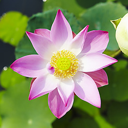 位圖 植物 花朵 寫實(shí)花卉 免費(fèi)素材