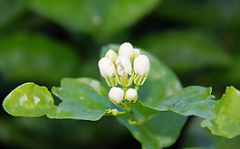 位圖 植物 花朵 寫(xiě)實(shí)花卉 野花 免費(fèi)素材