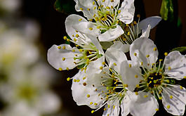 位圖 植物 花朵 寫實(shí)花卉 小桃花 免費(fèi)素材