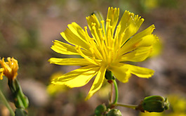 位圖 植物 花朵 寫(xiě)實(shí)花卉 菊花 免費(fèi)素材