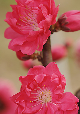 位圖 植物 花朵 寫(xiě)實(shí)花卉 野花 免費(fèi)素材