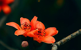 位圖 植物 花朵 寫實(shí)花卉 野花 免費(fèi)素材