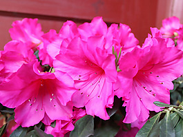位圖 植物 花朵 寫(xiě)實(shí)花卉 野花 免費(fèi)素材