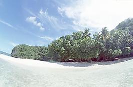海島植物圖片