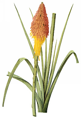 位圖 植物圖案 寫意花卉 花朵 免費(fèi)素材