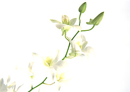 位圖 植物 花朵 寫實花卉 超高清 免費(fèi)素材