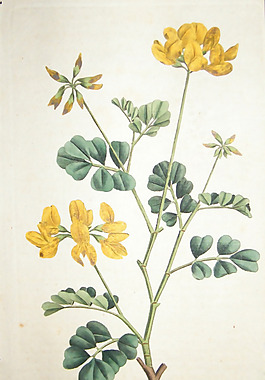 位圖 植物圖案 寫意花卉 花朵 免費(fèi)素材