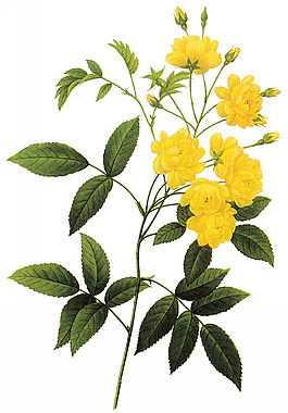 位圖 植物圖案 寫意花卉 花朵 免費(fèi)素材