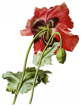 位圖 植物圖案 寫意花卉 花朵 免費(fèi)素材