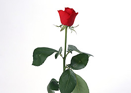 位圖 植物 花朵 寫(xiě)實(shí)花卉 超高清 免費(fèi)素材
