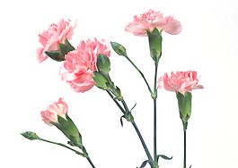 位圖 植物 花朵 寫(xiě)實(shí)花卉 超高清 免費(fèi)素材