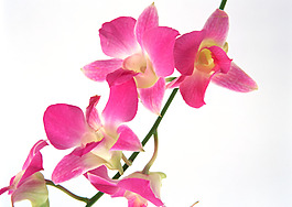 位圖 植物 花朵 寫(xiě)實(shí)花卉 超高清 免費(fèi)素材