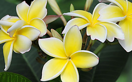 位圖 植物 花朵 寫實(shí)花卉 超高清 免費(fèi)素材