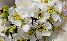 位圖 植物 花朵 寫實(shí)花卉 超高清 免費(fèi)素材