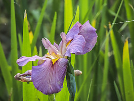 位圖 植物 花朵 寫實(shí)花卉 超高清 免費(fèi)素材