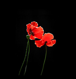 位圖 植物 花朵 寫實(shí)花卉 超高清 免費(fèi)素材