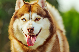 位圖 動物 狗 數(shù)碼照片 免費素材