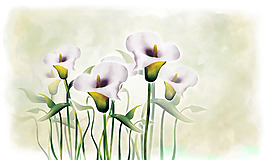 位圖 植物圖案 寫(xiě)意花卉 花朵 馬蹄蓮 免費(fèi)素材