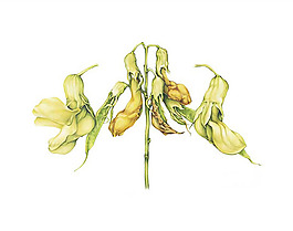 位圖 植物圖案 寫意花卉 花朵 免費(fèi)素材