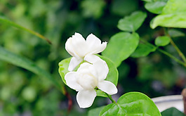 位圖 植物 花朵 寫(xiě)實(shí)花卉 茉莉花 免費(fèi)素材