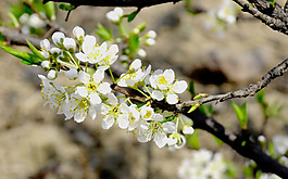 位圖 植物 花朵 寫實(shí)花卉 小桃花 免費(fèi)素材