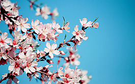 位圖 植物 花朵 寫實(shí)花卉 櫻花 免費(fèi)素材