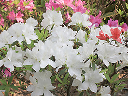 位圖 植物 花朵 寫實(shí)花卉 杜鵑花 免費(fèi)素材