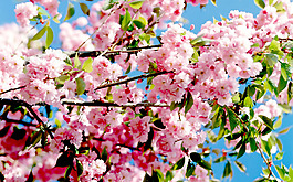 位圖 植物 花朵 寫實(shí)花卉 櫻花 免費(fèi)素材