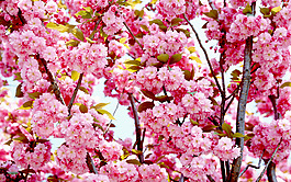 位圖 植物 花朵 寫(xiě)實(shí)花卉 櫻花 免費(fèi)素材