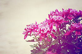 位圖 植物 花朵 寫實花卉 菊花 免費素材